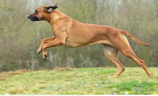 Mặc dù có thể bướng bỉnh trong quá trình huấn luyện, chó lông xoáy Nam Phi có khả năng vâng lời và khả năng bảo vệ cao.