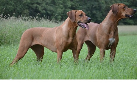 Chúng cũng có chỉ số IQ cao và được sử dụng làm chó tìm kiếm cứu nạn và chó bảo vệ ở nhiều quốc gia.