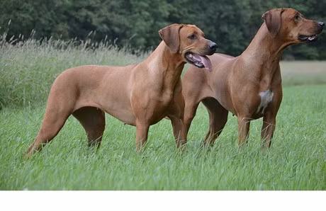 Chúng cũng có chỉ số IQ cao và được sử dụng làm chó tìm kiếm cứu nạn và chó bảo vệ ở nhiều quốc gia.