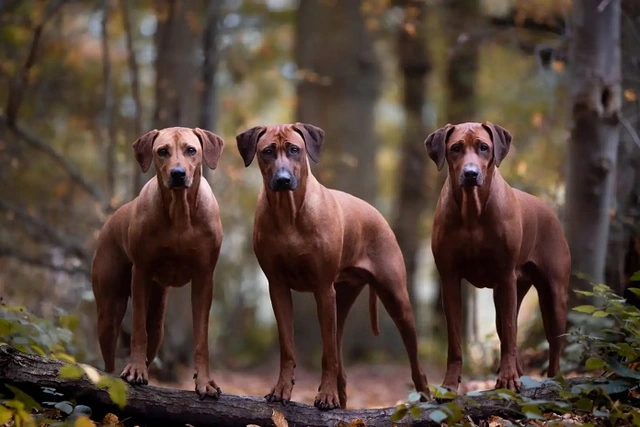 Chó lông xoáy Nam Phi được biết đến với vai trò thợ săn sư tử, với khả năng săn bằng cách theo dõi, dụ và đánh lạc hướng sư tử cho đến khi thợ săn đến.