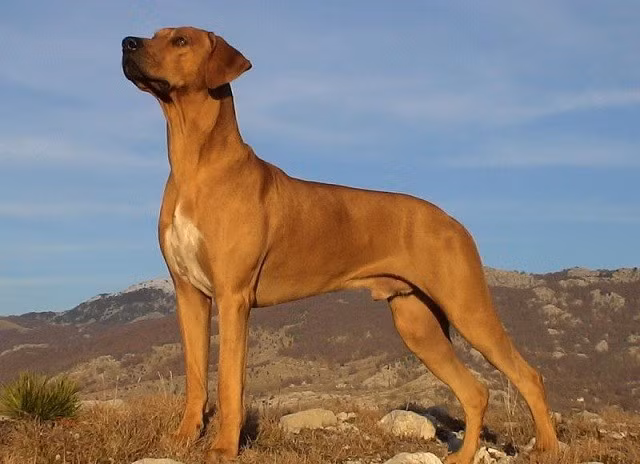 Chó lông xoáy Nam Phi là một giống chó đặc biệt có lịch sử phong phú và độc đáo, là minh chứng cho kỹ năng và dũng cảm của loài chó trong việc đối mặt với những loài động vật nguy hiểm nhất trên Trái đất và sự trung thành của chúng với con người.