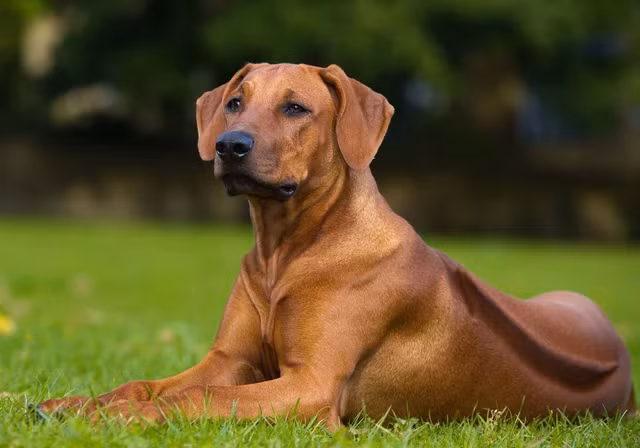 Đặc điểm về nguồn gốc và cơ thể của chó lông xoáy Nam Phi được mô tả, với chiều cao lớn, cân nặng gần 40 kg, và dải lông xoáy ở lưng.