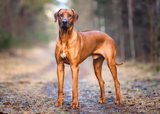 Chó lông xoáy Nam Phi, còn được biết đến với biệt danh Chó săn sư tử châu Phi, là một trong những giống chó hung dữ nhất trên thế giới, với chỉ số IQ cao, tính trung thành và khả năng săn được cả sư tử.