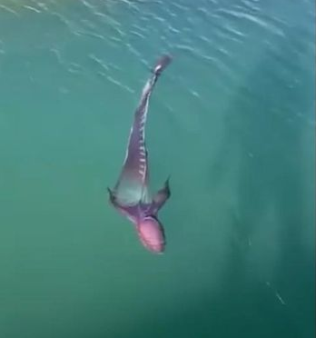 Video cho thấy sinh vật này, được mô tả như một loài thủy quái, lượn lờ trên mặt biển giữa các cầu cảng và thuyền kayak. Một nhóm người đã ghi lại cảnh tượng này, trong đó có những người nói tiếng Tây Ban Nha.