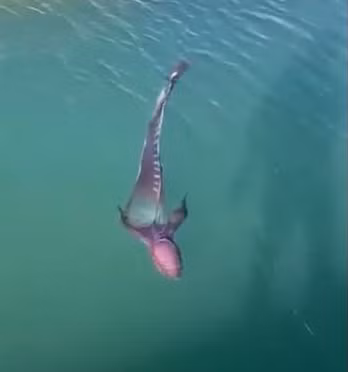 Video cho thấy sinh vật này, được mô tả như một loài thủy quái, lượn lờ trên mặt biển giữa các cầu cảng và thuyền kayak. Một nhóm người đã ghi lại cảnh tượng này, trong đó có những người nói tiếng Tây Ban Nha.