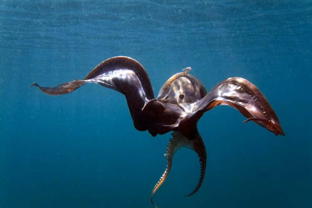 Loài này có khả năng thay đổi màu sắc, kết cấu da dễ dàng và nhanh chóng.