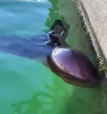 Trong video, người ta thấy hai người cúi xuống để nhìn kỹ hơn, khiến sinh vật này lao ra khỏi bề mặt nước. Một số người gọi nó là mực trong khi một số khác cho rằng nó là bạch tuộc chăn.