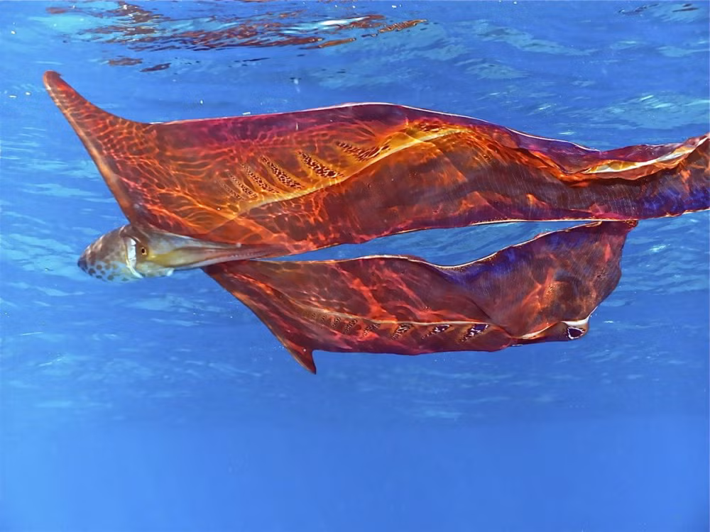 Bạch tuộc chăn có chiều dài khoảng 2m. Chúng sống ở các vùng đại dương nhiệt đới và cận nhiệt đới, thường được tìm thấy giữa các rạn san hô.