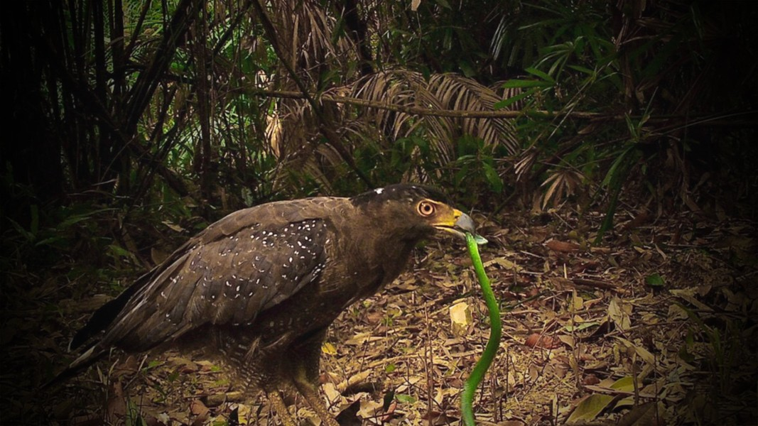 Mùa sinh sản của loài chim quý này thường bắt đầu vào cuối Đông, khi chim cái đẻ trứng trong tổ, trong khi chim đực chăm sóc và kiếm thức ăn.
