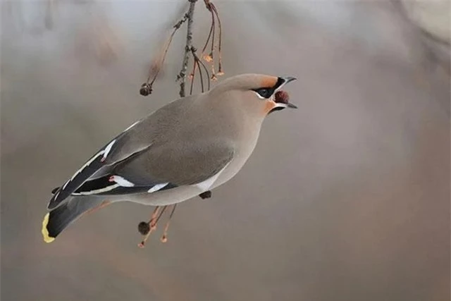 3. Chim Bohemian Waxwing: Thích ăn quả mọng đã lên men của cây Rowan, và một số cá thể đã phải được đưa đi chăm sóc sức khỏe do ăn quá nhiều quả lên men.