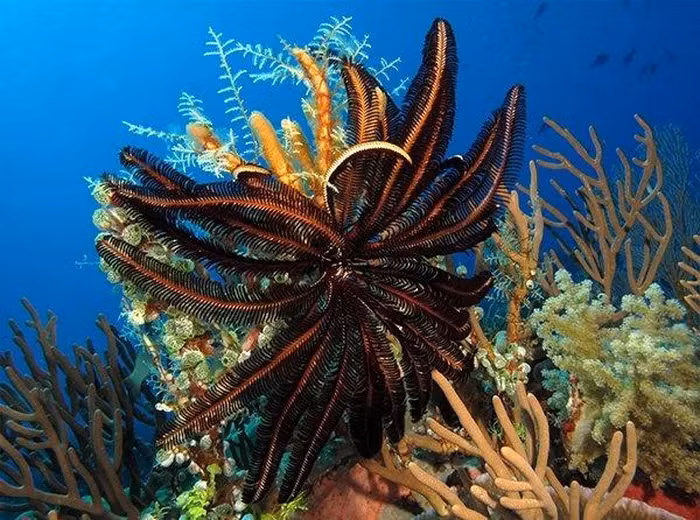 Chúng được tìm thấy trên khắp Nam Đại Dương, từ độ sâu khoảng 65m đến 1,2km.