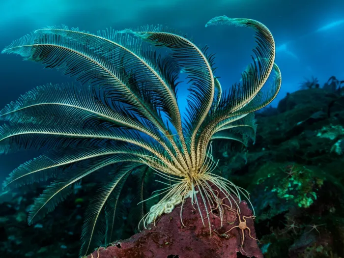 Sao lông vũ dâu tây Nam Cực có hình dạng tam giác, rộng hơn ở phía trên và thuôn nhọn ở phía dưới.