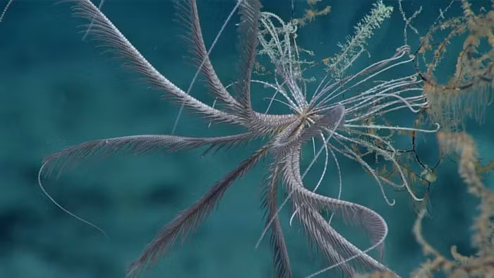 Đặc điểm nổi bật của chúng là 20 cánh tay phân nhánh, giống như quả dâu tây, có thể có màu từ tím đến đỏ sẫm.