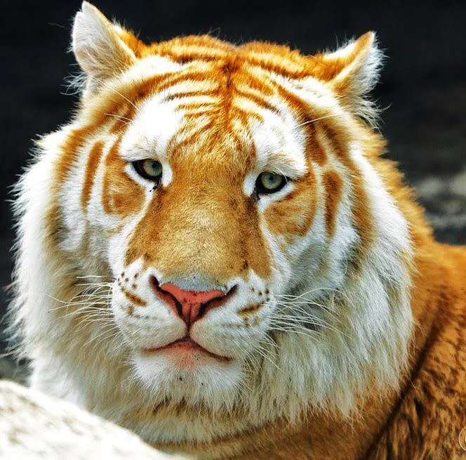 Mặc dù tình trạng cô lập có thể ảnh hưởng đến đa dạng di truyền, nhưng các nhà bảo tồn lưu ý rằng nạn săn trộm và suy thoái môi trường sống đang gây ra nhiều mối đe dọa hơn cho hổ ở Ấn Độ.