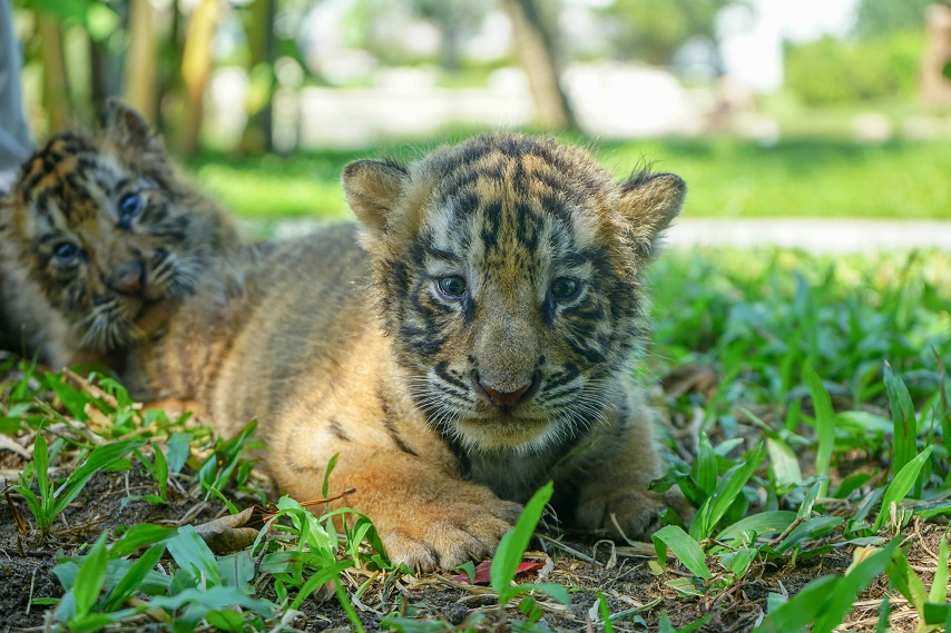 Loài hổ này chủ yếu đến từ Ấn Độ, Bangladesh, Nepal và là biểu tượng của sức mạnh, tính hoang dã.