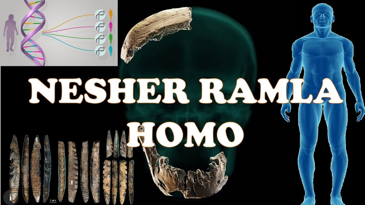 Được đặt tên là Nesher Ramla Homo, dòng người này tiết lộ sự pha trộn phức tạp giữa người Á - Âu cổ đại và người châu Phi, cũng như giữa hai loài Homo sapiens và Neanderthals.