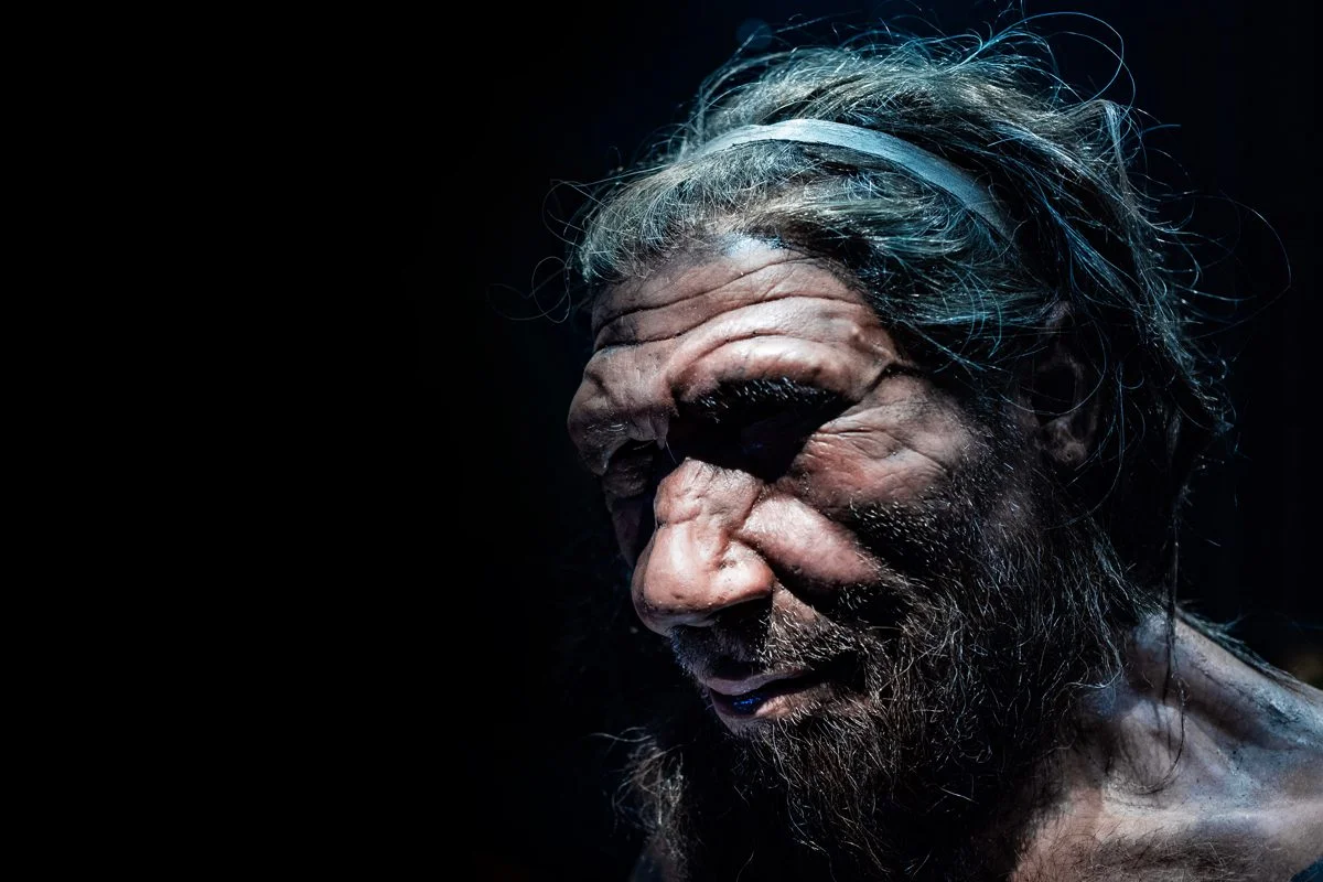 Loài này tách ra khỏi dòng giống chung của ba loài người Homo sapiens - Neanderthals - Denisovans khoảng hơn 1 triệu năm trước.