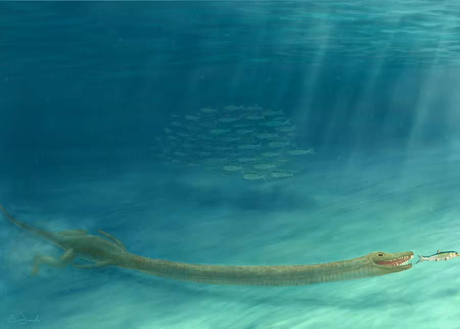 Hóa thạch của loài này cho thấy chúng bị đứt đôi, có thể do một loài khác không xác định.