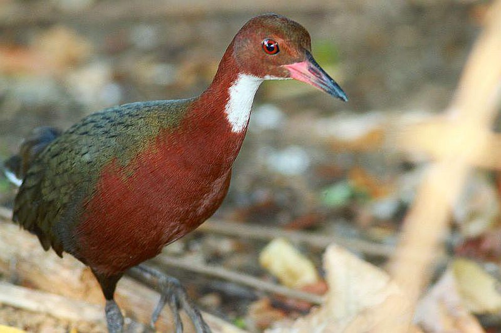 Tuy nhiên, khi đảo san hô nổi lên trở lại, loài chim họng trắng đã tái chiếm đảo và bắt đầu tiến hóa để một lần nữa không thể bay được.