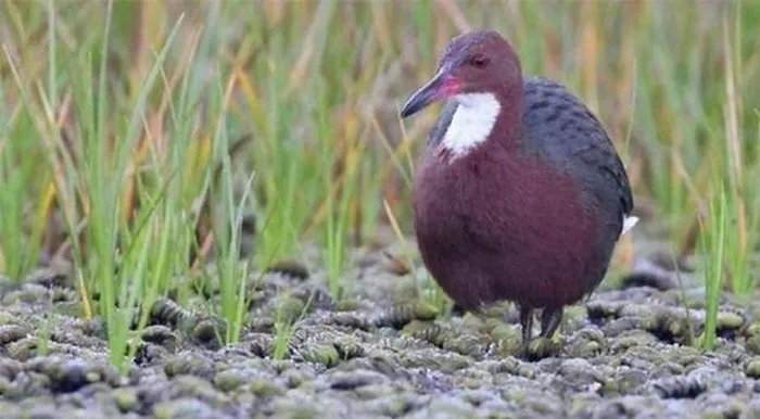 Nghiên cứu mới nhất được công bố trên Tạp chí Động vật học của Hiệp hội Linnean đã khám phá bằng chứng về một loài chim không thể bay trên đảo san hô trước khi nó bị nhấn chìm dưới nước cách đây 136.000 năm.