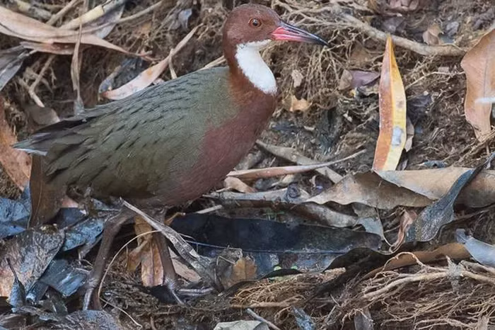 Trận lụt kéo dài cho đến khoảng 118.000 năm trước, khiến cho các loài chim không thể bay tuyệt chủng.