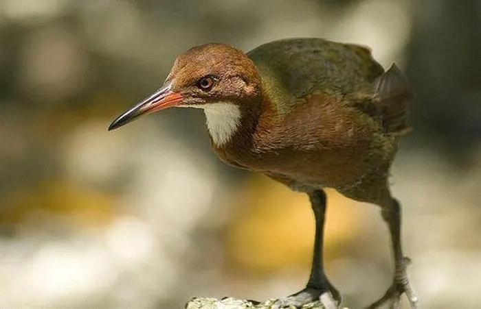 Khả năng bay có thể là một đặc điểm có lợi trong môi trường này, vì các con chim đẻ trứng trên mặt đất và cần cơ ngực và cơ cánh mạnh mẽ khi lớn lên.