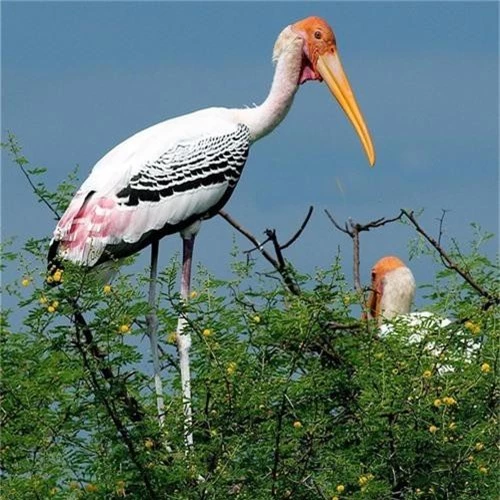 Chim trưởng thành có bộ lông cánh sơ cấp, thứ cấp và đuôi màu đen với ánh lục.