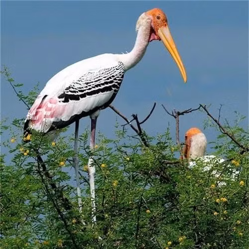 Chim trưởng thành có bộ lông cánh sơ cấp, thứ cấp và đuôi màu đen với ánh lục.