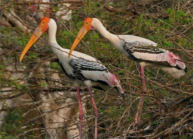 Tại Việt Nam, loài chim quý hiếm này thường xuất hiện ở vùng rừng tràm và rừng ngập mặn đồng bằng sông Cửu Long.