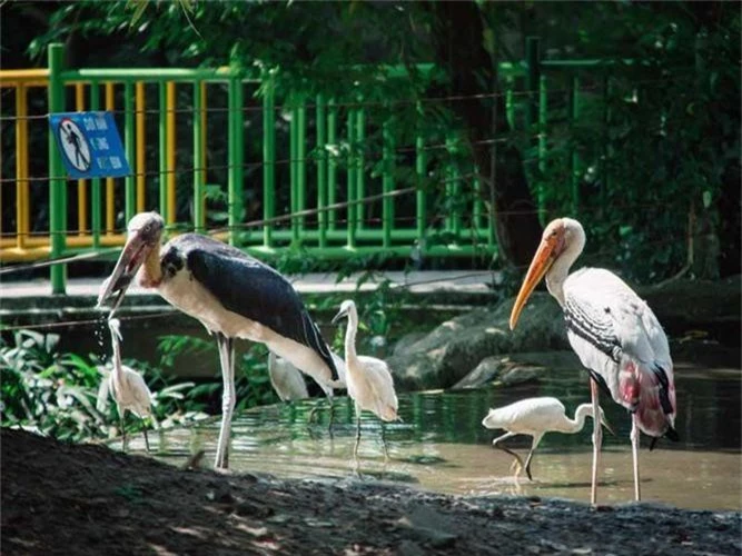 Thức ăn chủ yếu của chúng bao gồm cá, ếch nhái và côn trùng.