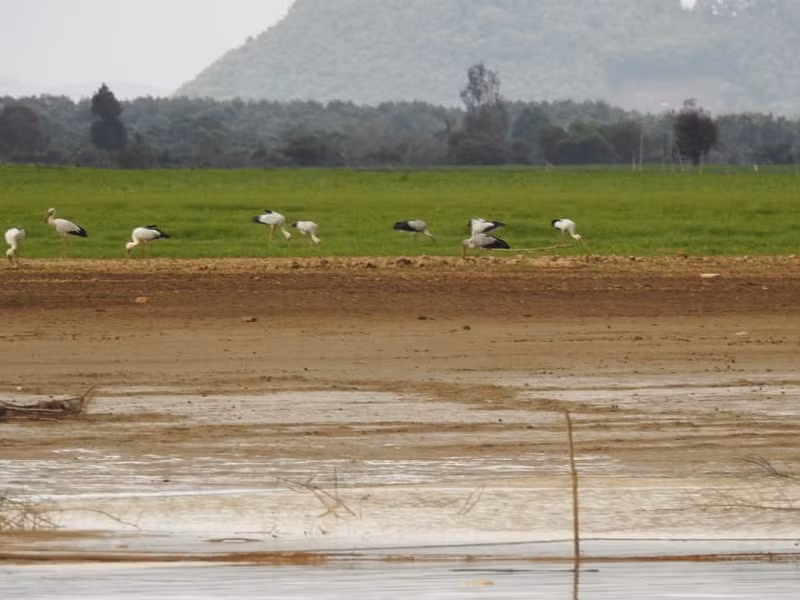 Chim Giang Sen, được liệt kê trong Sách Đỏ, hiện nay chỉ còn lại hơn 10 nghìn cá thể trên toàn thế giới, đặc biệt quan trọng để bảo vệ và duy trì sự đa dạng sinh học.