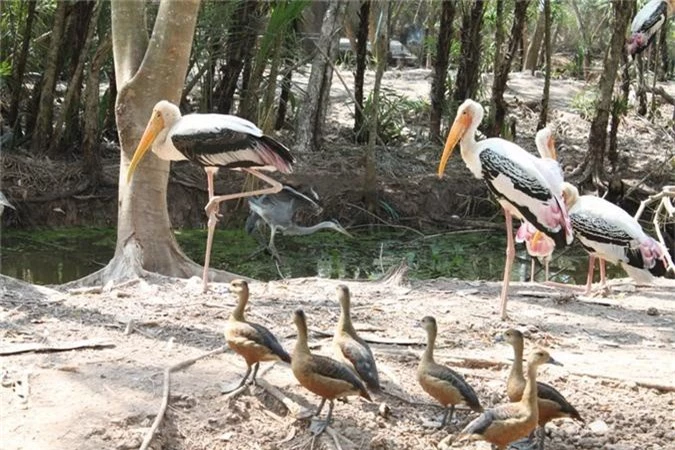 Chim Giang Sen có mặt ở nhiều quốc gia như Sri Lanka, Ấn Độ, Myanmar, Thái Lan, Nam Trung Quốc, Lào và Campuchia.