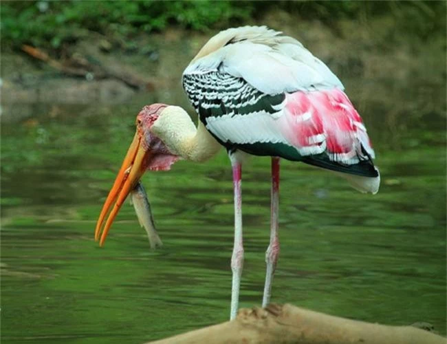 Chim Giang Sen sống ở những vùng nước có độ sâu thấp như hồ ao, đất ngập nước có cỏ, bờ sông và cánh đồng trồng lúa.