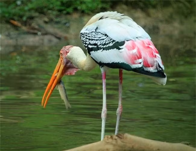 Chim Giang Sen sống ở những vùng nước có độ sâu thấp như hồ ao, đất ngập nước có cỏ, bờ sông và cánh đồng trồng lúa.