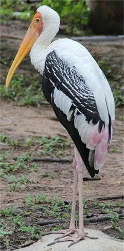 Chim non có lông ở cổ và lưng nâu nhạt, lông bao cánh nhỏ và nhỡ màu nâu, không có vòng đen ở ngực.