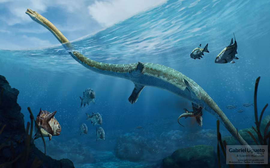 Tuy nhiên, các phân tích chỉ ra rằng nó không có quan hệ họ hàng với những loài này.