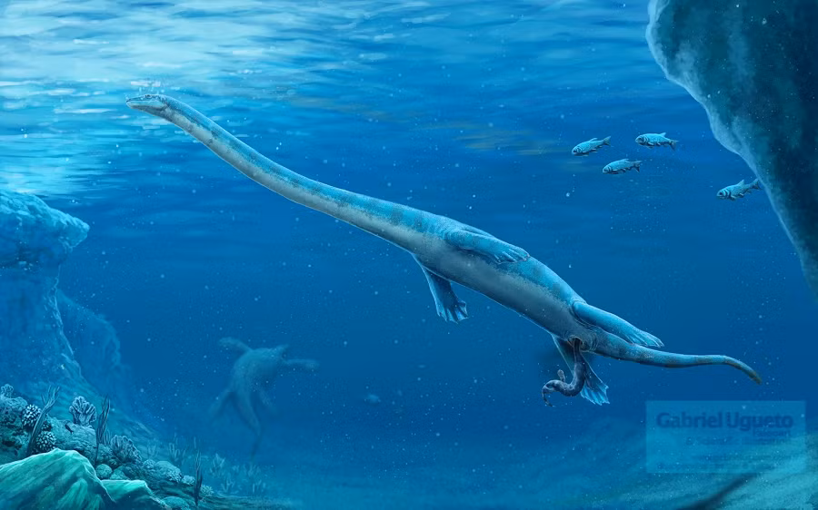 Dinocephalosaurus orientalis được tìm thấy lần đầu ở Trung Quốc năm 2003, nhưng mẫu vật đó không hoàn chỉnh.