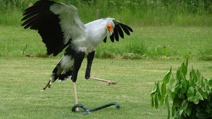 Mặc dù có ngoại hình quyến rũ, nhưng chúng là sát thủ khét tiếng trong thế giới tự nhiên, không có kẻ thù nào trên cạn.