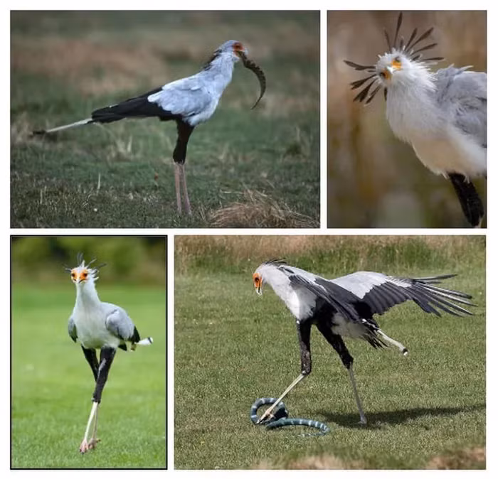 Chim diều ăn rắn cũng có sự thông minh và khôn ngoan. Chúng thường tụ tập ở những khu vực vừa mới xảy ra hỏa hoạn để săn mồi.