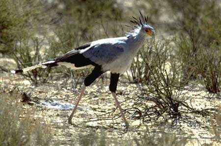 Tuy là một loài chim kín tiếng, nhưng chim diều ăn rắn vẫn có tiếng kêu riêng khi tán tỉnh nhau.