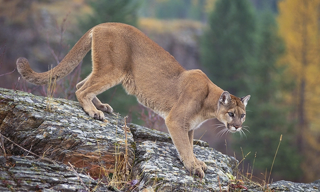 Brian Roell, một nhà sinh vật học hoang dã của MDNR, cho biết đây là lần đầu tiên ông thấy lại loài sư tử núi được xác nhận đã tuyệt chủng. Ông hy vọng phát hiện này sẽ giúp ích cho việc bảo tồn và phát triển loài sư tử núi trong tương lai.