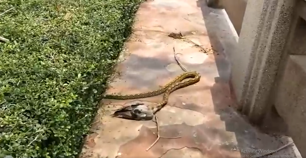 Trong đoạn video, con quái thú đang kéo con chim vào bụi rậm giữa ban ngày, trong khi một số người dân địa phương tập trung quanh để xem. Một con chim khác đã thoát khỏi nguy hiểm vì sự chú ý của trăn đang hướng vào con mồi trong miệng.