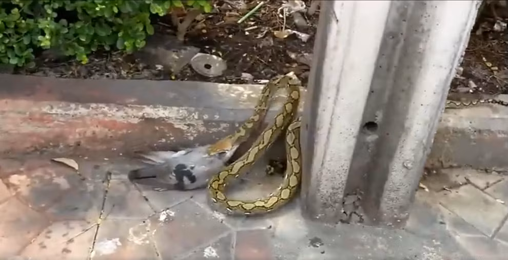 Phongsak Luechachanwit, một người đàn ông ở Bangkok, Thái Lan, đã bắt gặp một cảnh kinh hoàng khi đang đi bộ về nhà gần ga xe lửa Hua Lamphong. Anh nhìn thấy một con trăn dài khoảng 2 mét đang nuốt một con chim bồ câu. Phongsak đã nhanh chóng ghi lại cảnh tượng này trong video.