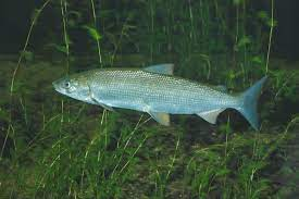 Tác giả của nghiên cứu, Rob Kroes, lý giải rằng sự nhầm lẫn thường xuyên xảy ra trong việc xác định xem các loài cá có phải là cùng một loài hay không, đặc biệt là khi chúng trải qua nhiều biến đổi về hình thái.