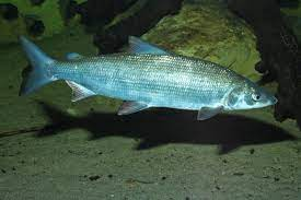 Houting, hay còn được biết đến với tên gọi Latin là Coregonus oxyrinchus, sống tại cửa sông Biển Bắc, vùng biển cổ ở châu Âu. Loài cá này đã được xếp vào danh sách tuyệt chủng từ năm 2008 và nằm trong danh sách đỏ các loài bị đe dọa của Liên minh Bảo tồn Thiên nhiên Quốc tế.