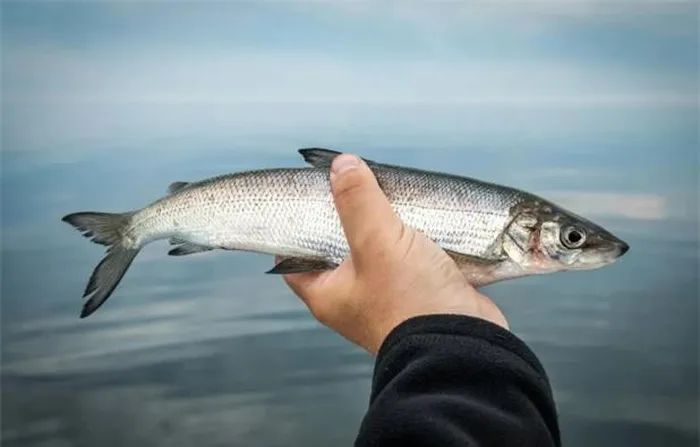 Nhóm nghiên cứu từ Đại học Amsterdam và Bảo tàng Lịch sử Tự nhiên London đã trích xuất DNA từ các mẫu cá Houting được bảo tồn trong bảo tàng, mẫu cá này có niên đại lên đến 250 năm tuổi. Sau đó, họ so sánh DNA với các loài cá khác, trong đó có cá trắng châu Âu (Coregonus lavarretus).