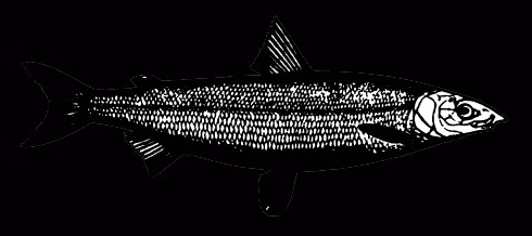 Các biến đổi này có thể là do môi trường sống thay đổi, và do đó, DNA của chúng giống nhau mặc dù ngoại hình có thể khác nhau.