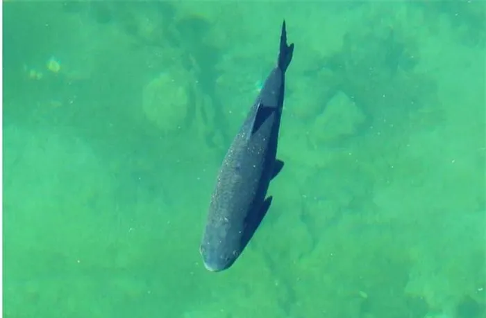 Trong thế kỷ 20, khi nghề cá và môi trường thay đổi, sự xuất hiện ít ỏi của Houting đã khiến nhiều người tin rằng loài cá này đã tuyệt chủng. Tuy nhiên, sau 15 năm, các nhà khoa học đã chứng minh rằng thông tin này là sai lầm.