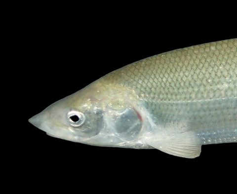 Kết quả cho thấy không có sự khác biệt đáng kể giữa DNA của Houting và các loài cá hiện đang tồn tại, đặc biệt là cá trắng châu Âu.