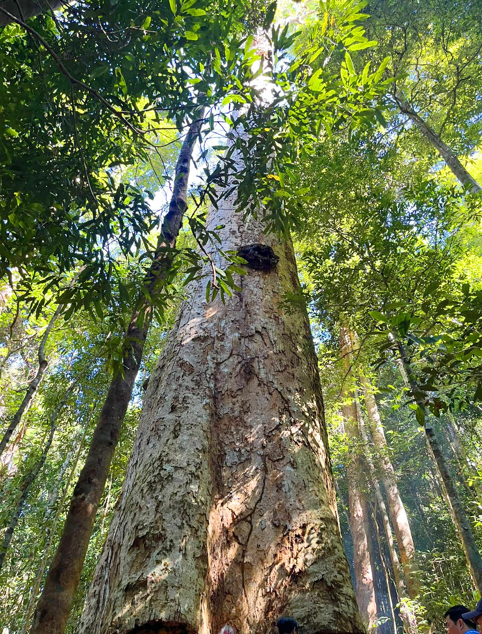 Được biết đến với kích thước ấn tượng, cây sao cát ngàn năm tuổi này có đường kính gốc hơn 4m, cao trên 35m tại thôn Kon Pring, xã Ngọc Tụ.